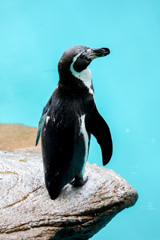 フンボルトペンギン　東山動植物園