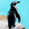 フンボルトペンギン　東山動植物園