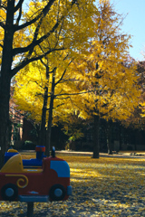 黄色い絨毯の公園