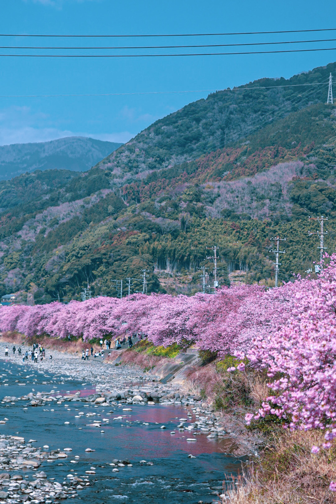 河津桜②