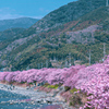 河津桜②