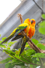 コガネメキシコインコ　掛川花鳥園③