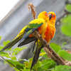 コガネメキシコインコ　掛川花鳥園③