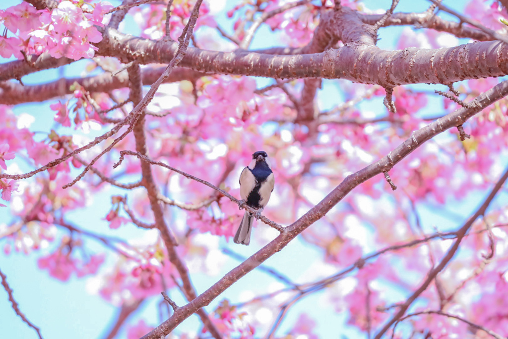 河津桜とシジュウカラ