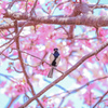 河津桜とシジュウカラ