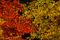 紅葉の錦　神のまにまに