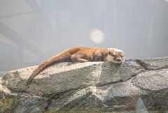 コツメカワウソ　四国水族館