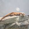 コツメカワウソ　四国水族館