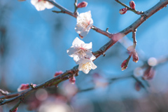 梅の花⑭