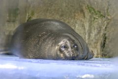 バイカルアザラシ　鳥羽水族館