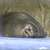 バイカルアザラシ　鳥羽水族館