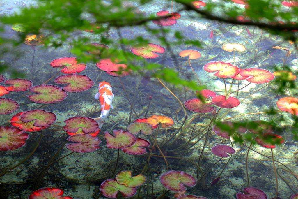モネの池