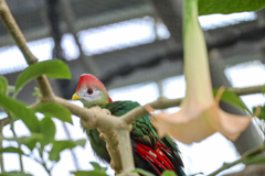アカガシラエボシドリ　掛川花鳥園