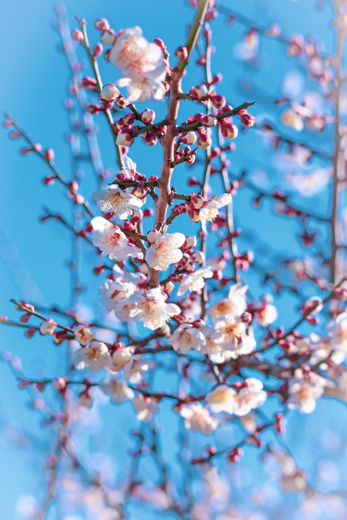 梅の花⑬