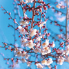 梅の花⑬