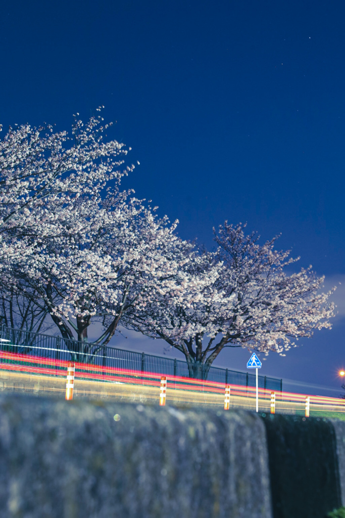 夜桜ビーム③