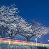 夜桜ビーム③