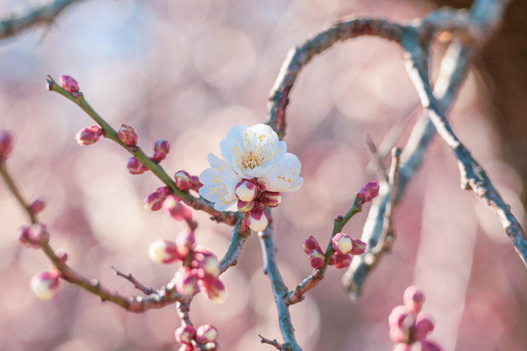 梅の花⑤