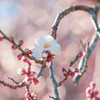 梅の花⑤