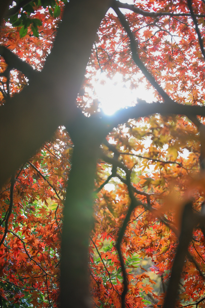 紅葉を見上げて