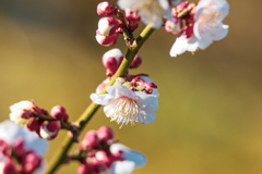 梅の花⑨