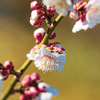 梅の花⑨