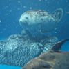 マナティ　鳥羽水族館②
