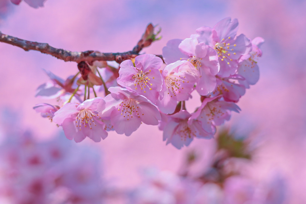 河津桜④