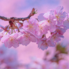 河津桜④