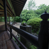 丈山苑　深緑の庭園③