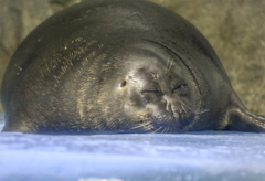 バイカルアザラシ　鳥羽水族館②