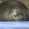バイカルアザラシ　鳥羽水族館②