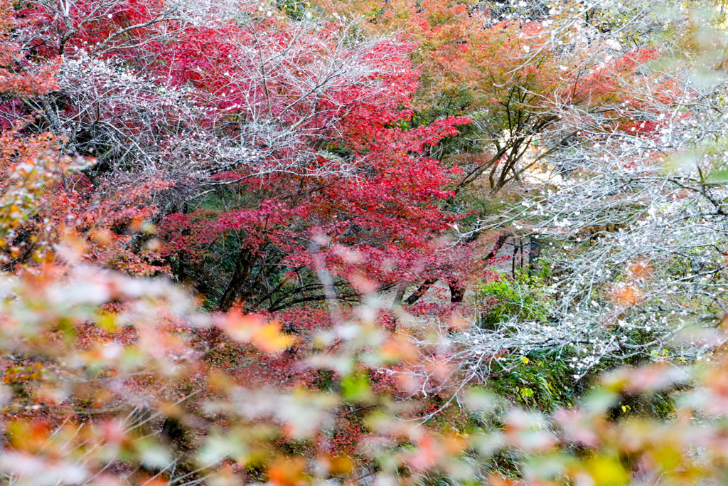 四季桜と紅葉⑪