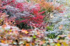 四季桜と紅葉⑪
