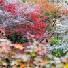 四季桜と紅葉⑪