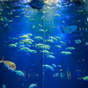 四国水族館【綿津見の景】