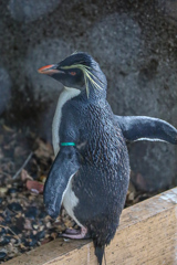 キマユペンギン　東山動植物園
