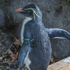 キマユペンギン　東山動植物園