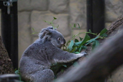 コアラ　東山動植物園①