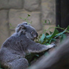 コアラ　東山動植物園①