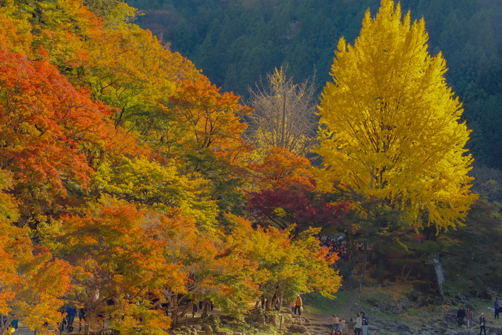香嵐渓　紅葉狩り⑨