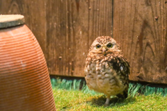 アナホリフクロウ