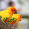 コガネメキシコインコ　掛川花鳥園①