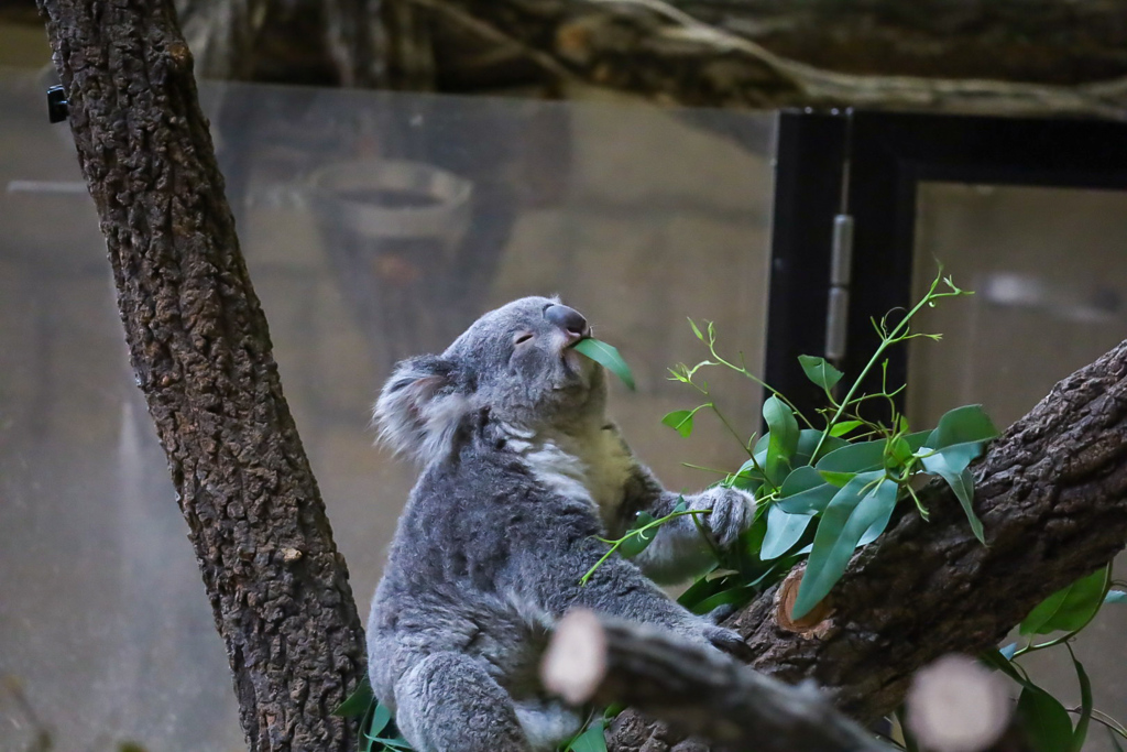 コアラ　東山動植物園④
