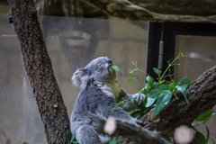 コアラ　東山動植物園④