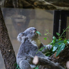 コアラ　東山動植物園④