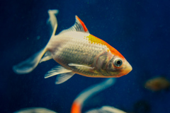 金魚