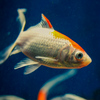 金魚