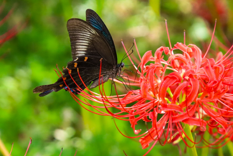 曼珠沙華②‐ⅰ
