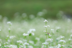 そばの花④